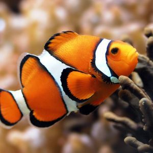 Meet your Posher, Iris